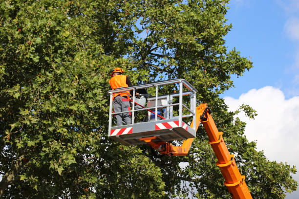 Reliable Rehobeth, AL Tree Removal and Landscaping Services Solutions